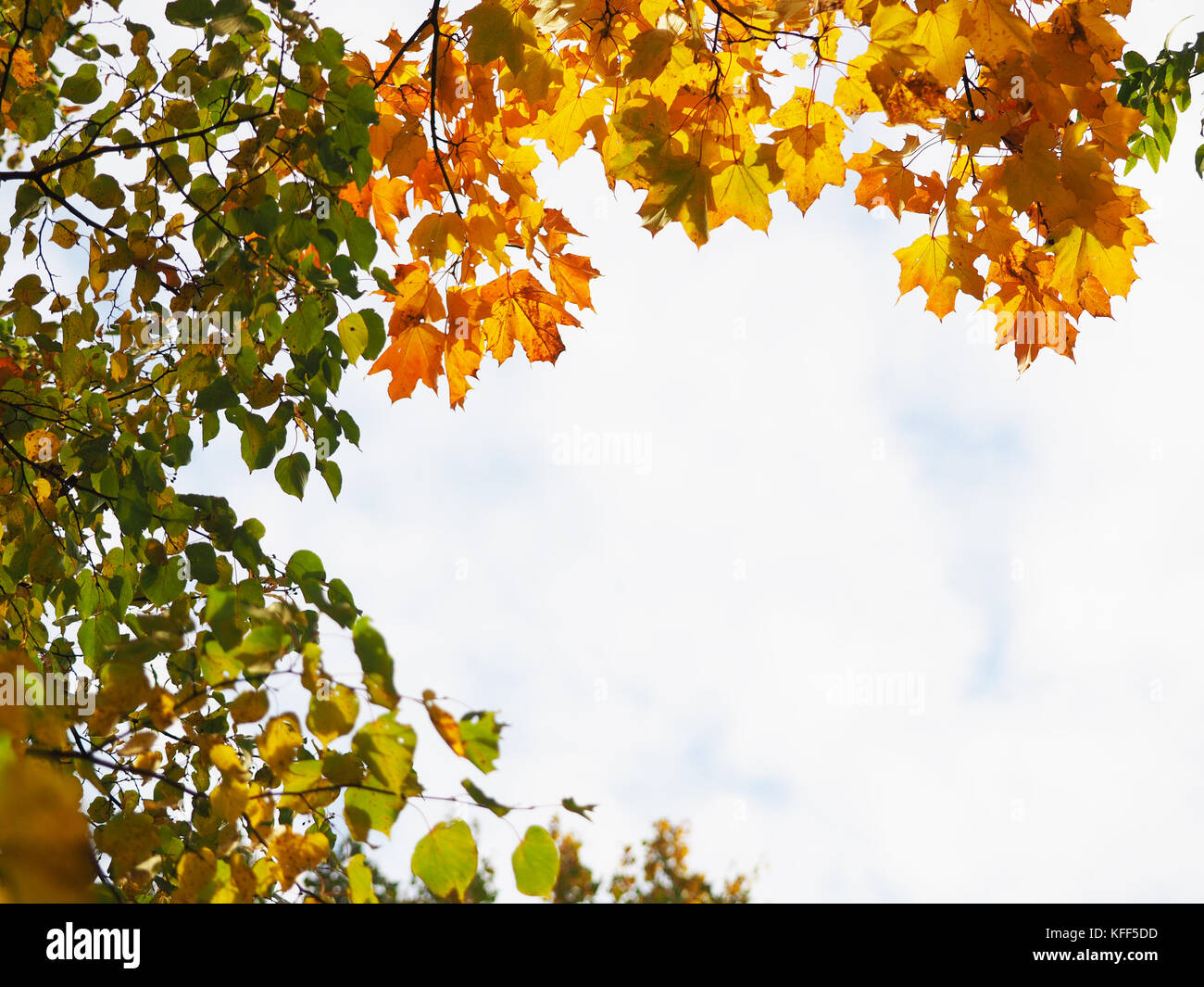 yellow leaves in the park. Autumn Stock Photo - Alamy