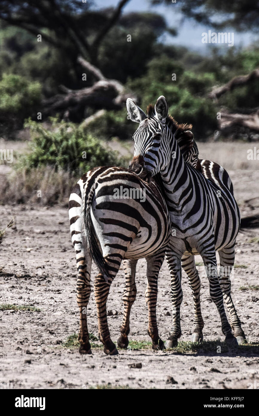Zebra love Stock Photo