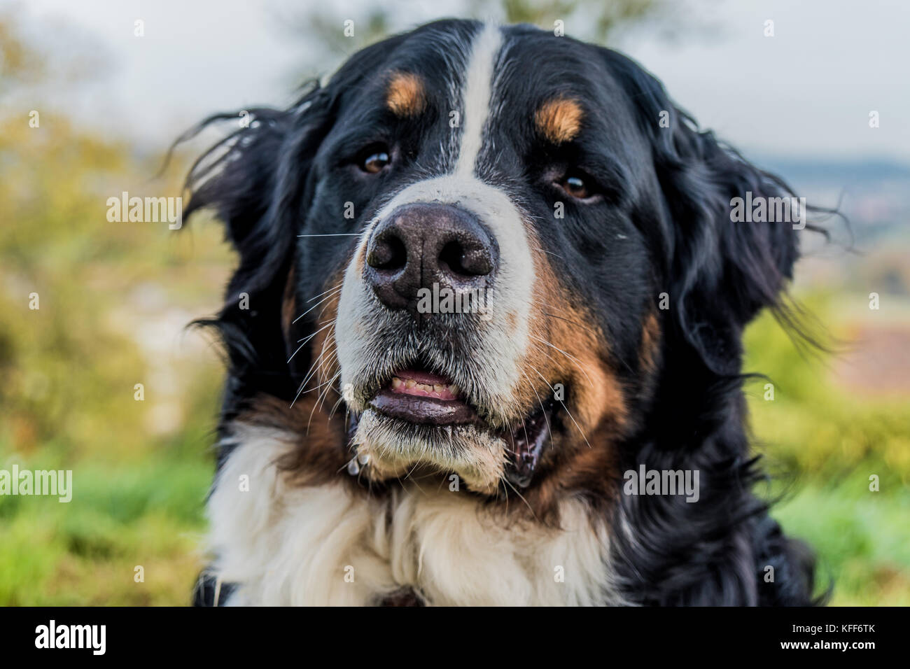 Bernese Mountain Dog Portrait Stock Photo