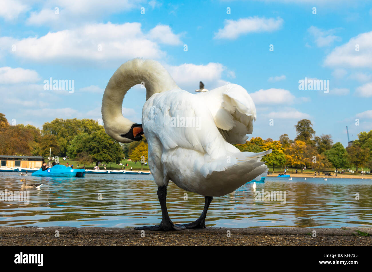 A white swan grooms herself Stock Photo