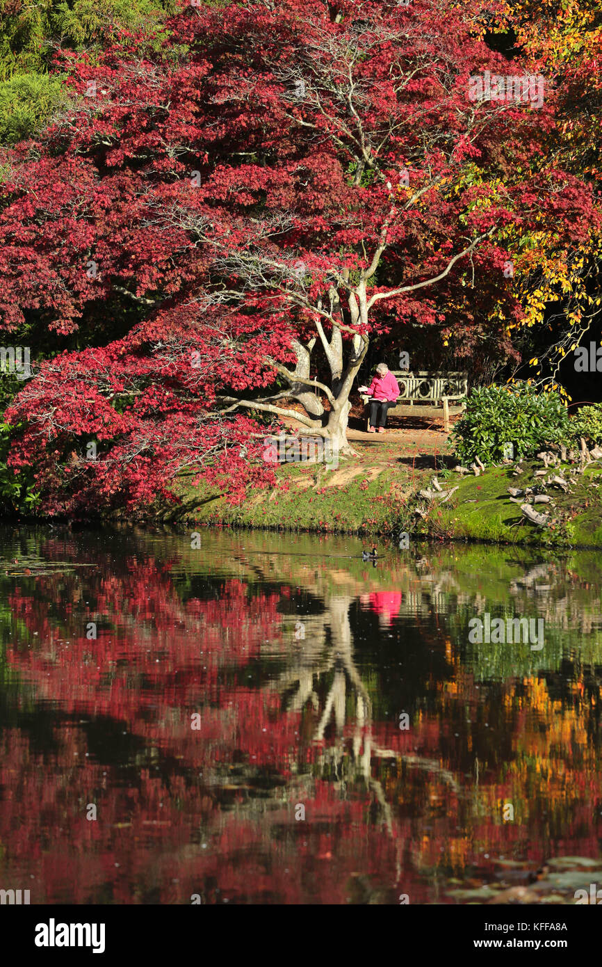Sheffield Park, East Sussex, UK. 27th Oct, 2017. As the Autumn sun shines the spectacular display of colours come to life at Sheffield Park in East Sussex. The annual display of vivid colours reflecting in the mirror lakes attracts thousands of visitors every year. Credit: Nigel Bowles/Alamy Live News Stock Photo