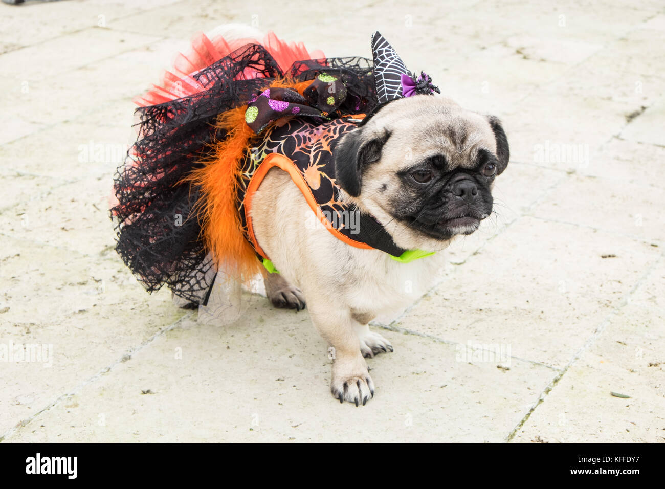 This pug,Elsa,aged,3 in January, from Essex,won Best in Show. Laugharne, Carmarthenshire, Wales UK. 28th Oct, 2017. PugFest Halloween event, held at Corran Resort and Spa,Laugharne, Carmarthenshire, Wales, U.K.The halloween pug dog show was organised by Pugfest a non profit organisation putting on events across UK to support animal welfare.Pugfest is a celebration of pugs and cross breeds and a family fun day. Credit: Paul Quayle/Alamy Live News Stock Photo