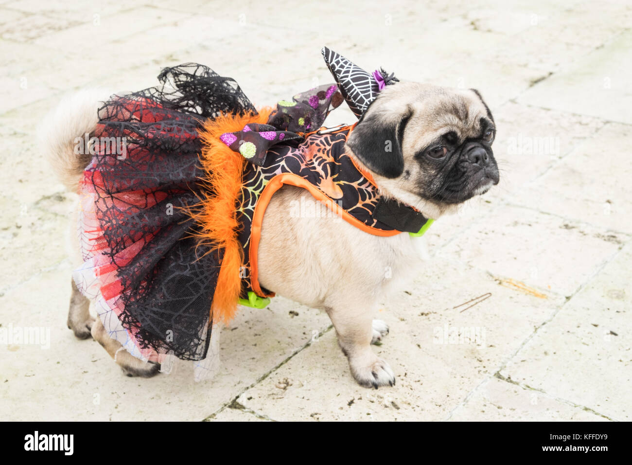 This pug,Elsa,aged,3 in January, from Essex,won Best in Show. Laugharne, Carmarthenshire, Wales UK. 28th Oct, 2017. PugFest Halloween event, held at Corran Resort and Spa,Laugharne, Carmarthenshire, Wales, U.K.The halloween pug dog show was organised by Pugfest a non profit organisation putting on events across UK to support animal welfare.Pugfest is a celebration of pugs and cross breeds and a family fun day. Credit: Paul Quayle/Alamy Live News Stock Photo