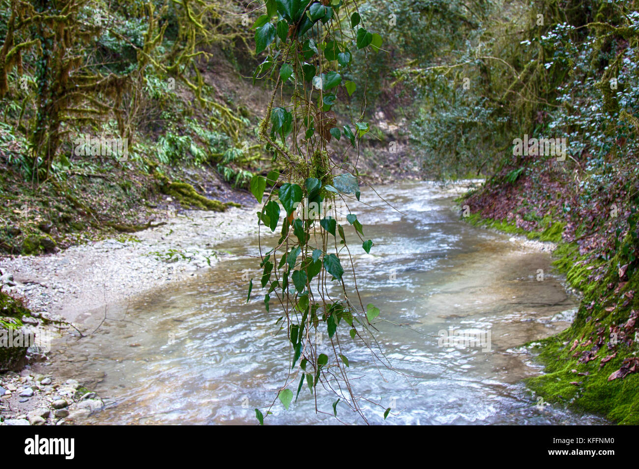 Subtropics Stock Photos & Subtropics Stock Images - Alamy