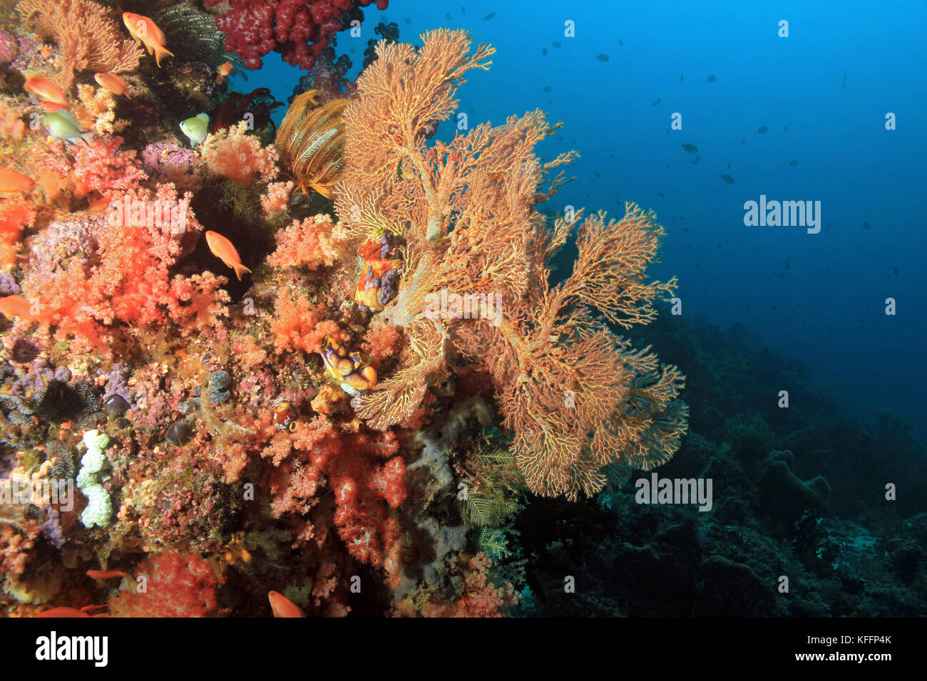 Colorful Coral Reef against Blue Water. Dampier Strait, Raja Ampat, Indonesia Stock Photo