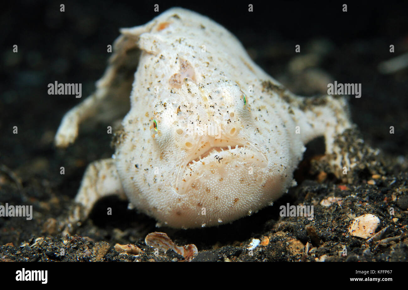 Juvenile Shaggy Frogfish (Antennarius Hispidus) on Black Sand Bottom. Lembeh Strait, Indonesia Stock Photo