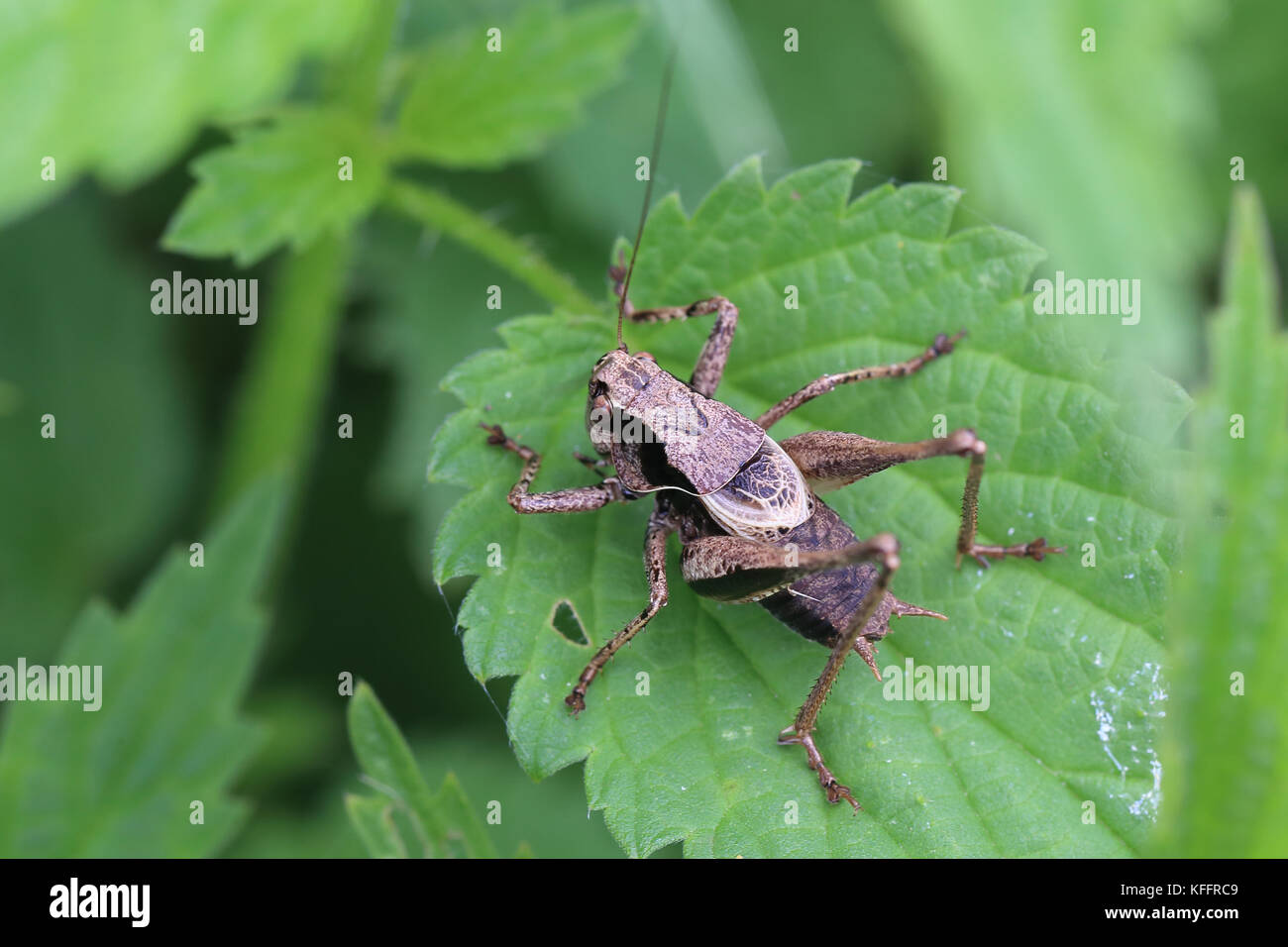Dark Bushcricket Pholidoptera Griseoaptera Hi res Stock Photography And dark-bushcricket-pholidoptera-griseoaptera-hi-res-stock-photography-and