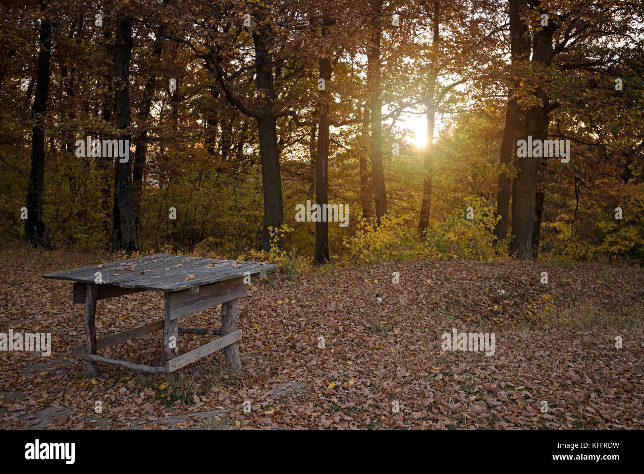 Picnic table in woods in autumn season Stock Photo - Alamy