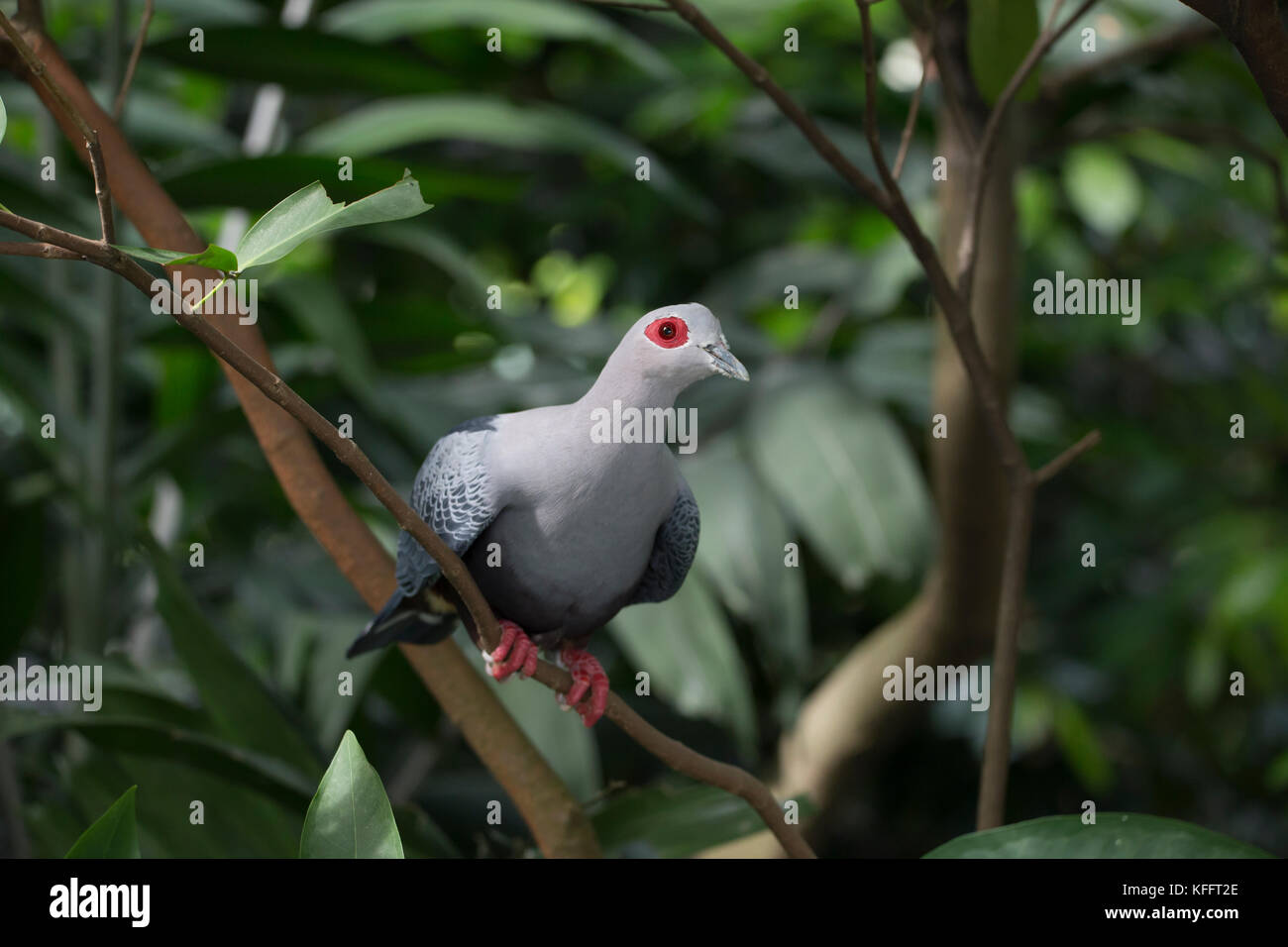 Pinon's imperial Pigeon Ducula pinon Juong Bird Park Singapore BI031741 Stock Photo