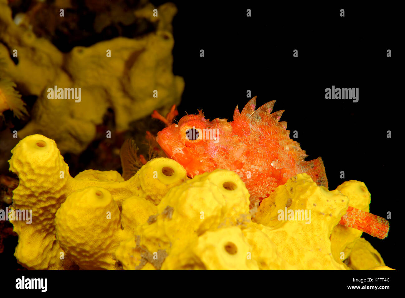 Small red scorpionfish and Golden sponge, Scorpaena notata and Aplysina aerophoba, Adriatic Sea, Mediterranean Sea, Kornati, Dalmatia, Croatia Stock Photo