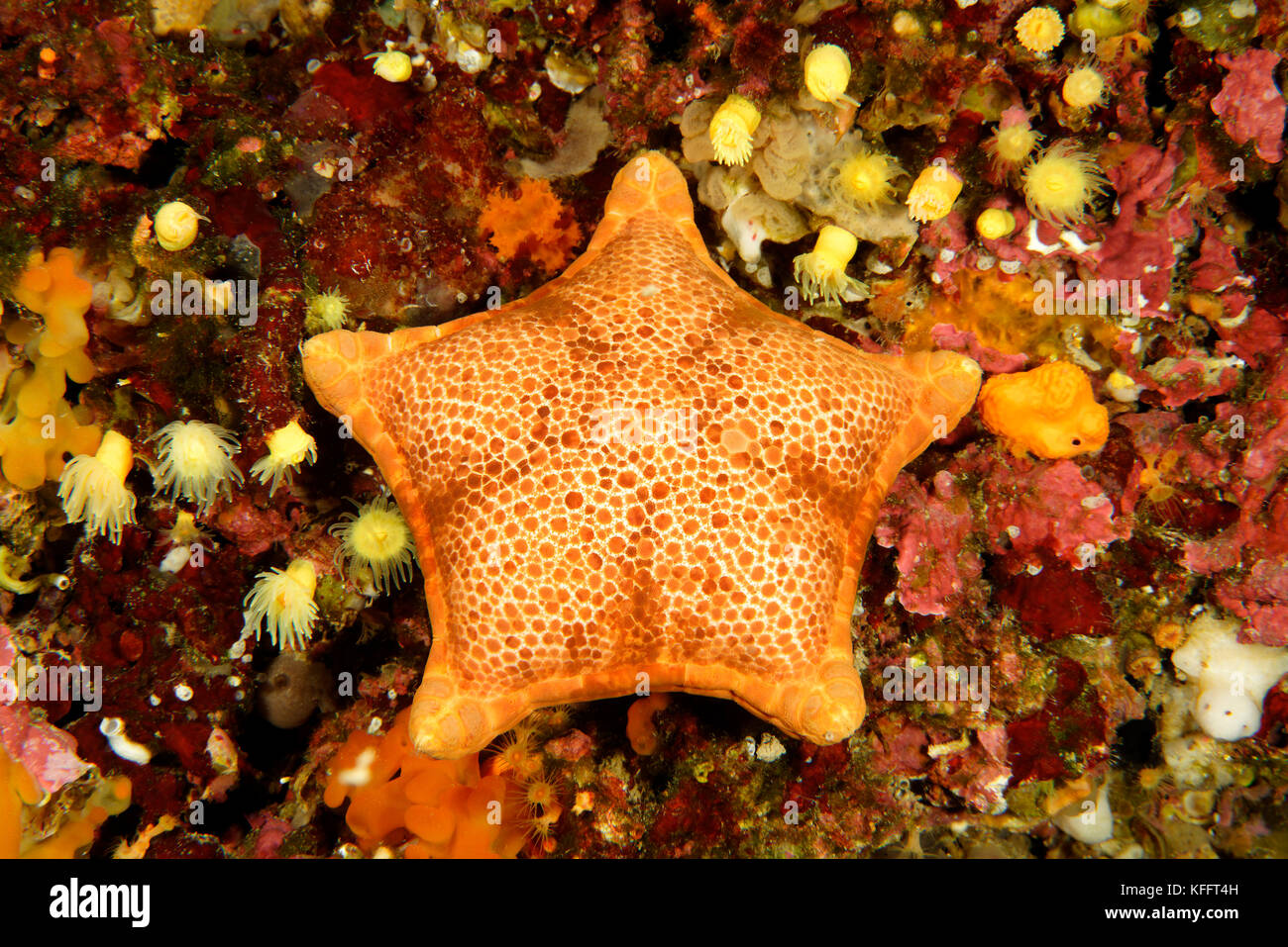Cushion star fish, Peltaster placenta, Adriatic Sea, Mediterranean Sea, Kornati Islands, Dalmatia, Croatia Stock Photo