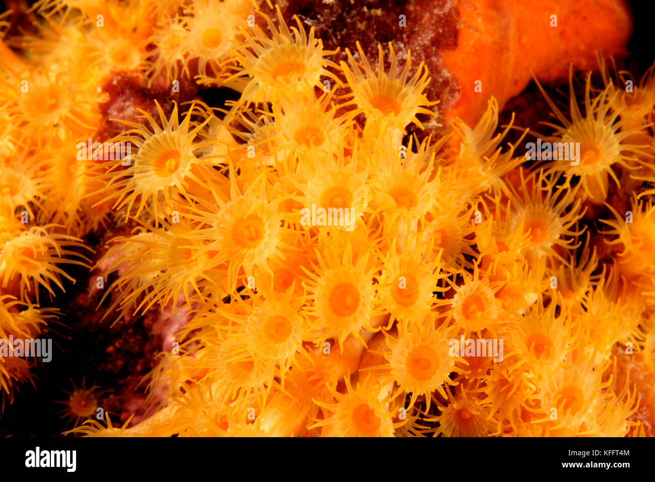 Yellow Encrusting Anemone, Parazoanthus axinellae, Adriatic Sea, Mediterranean Sea, Kornati Islands, Croatia Stock Photo