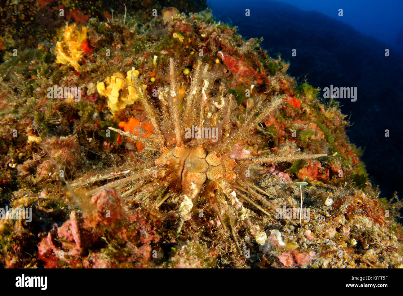 Red lance sea urchin, Stylocidaris affinis, Adriatic Sea, Mediterranean Sea, Sestrice, Dalmatia, Croatia Stock Photo