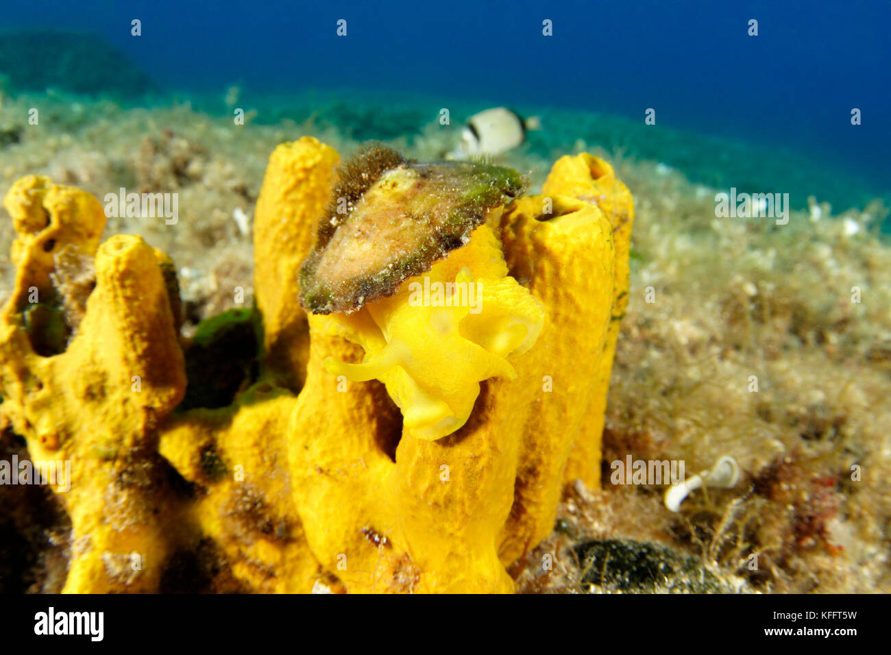 Yellow umbrella slug, Tylodina perversa on Yellow tube sponge, Adriatic Sea, Mediterranean Sea, Kornati Islands, Dalmatia, Croatia Stock Photo