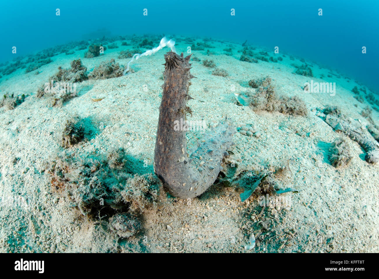 Holothuria tubulosa, Tubular sea cucumber, during spawning, Adriatic Sea, Mediterranean Sea, Biograd, Dalmatia, Croatia Stock Photo