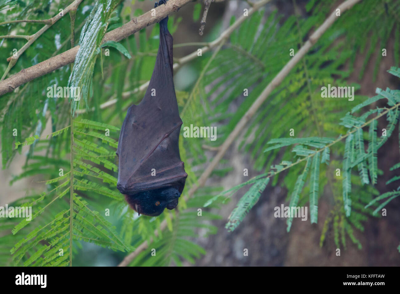 Golden-capped Fruit Bat - roosting Acerodon jubatus Subic Bay Philippines MA003446 Stock Photo