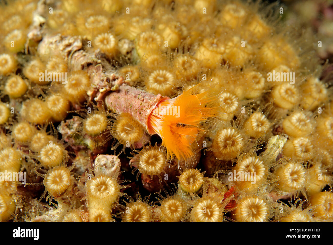 Pillow Coral with tube worm, Cladocora caespitosa and Protula Sp., Adriatic Sea, Mediterranean Sea, Island Brac, Dalmatia, Croatia Stock Photo