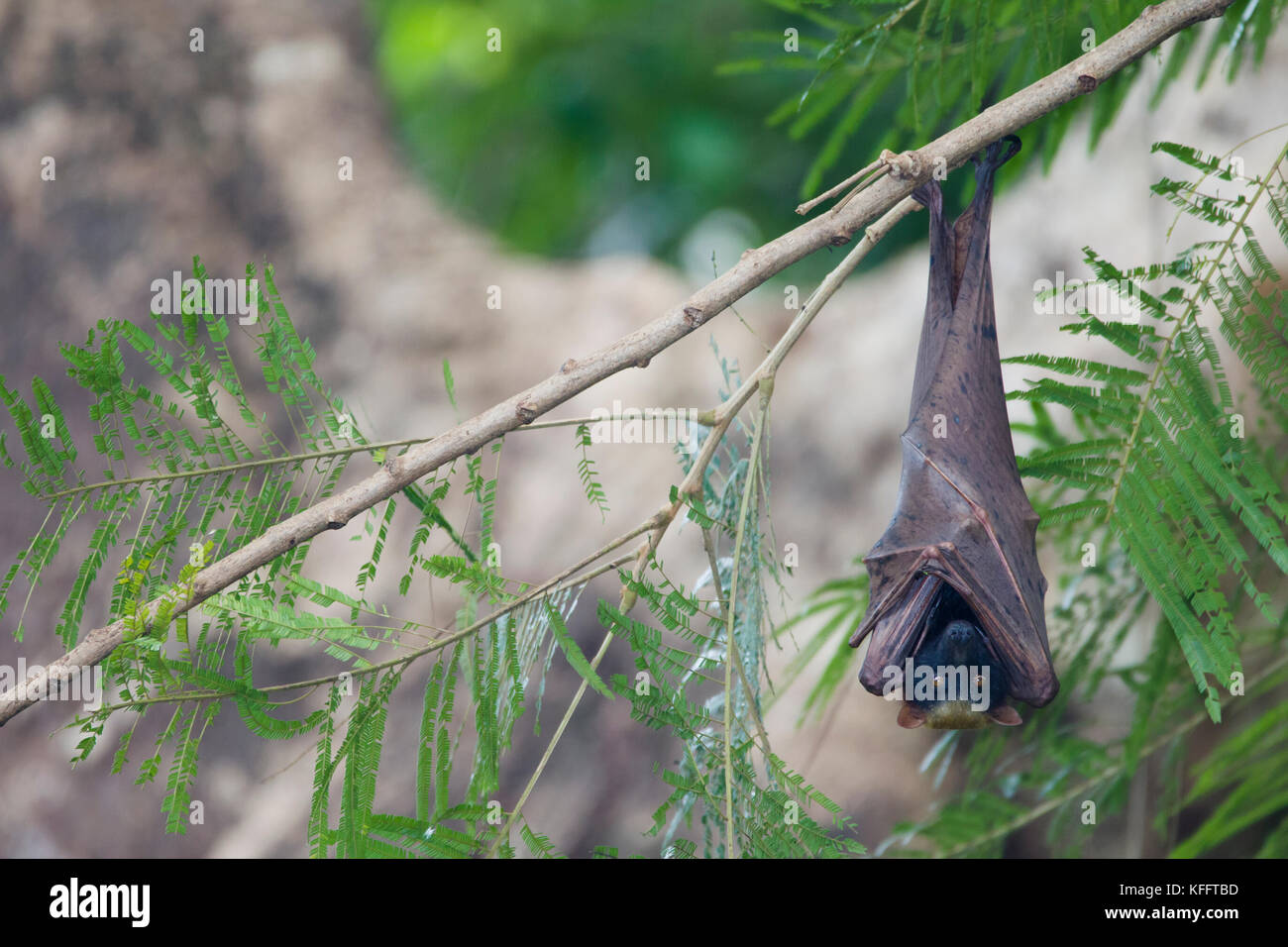 Golden-capped Fruit Bat - roosting Acerodon jubatus Subic Bay Philippines MA003447 Stock Photo