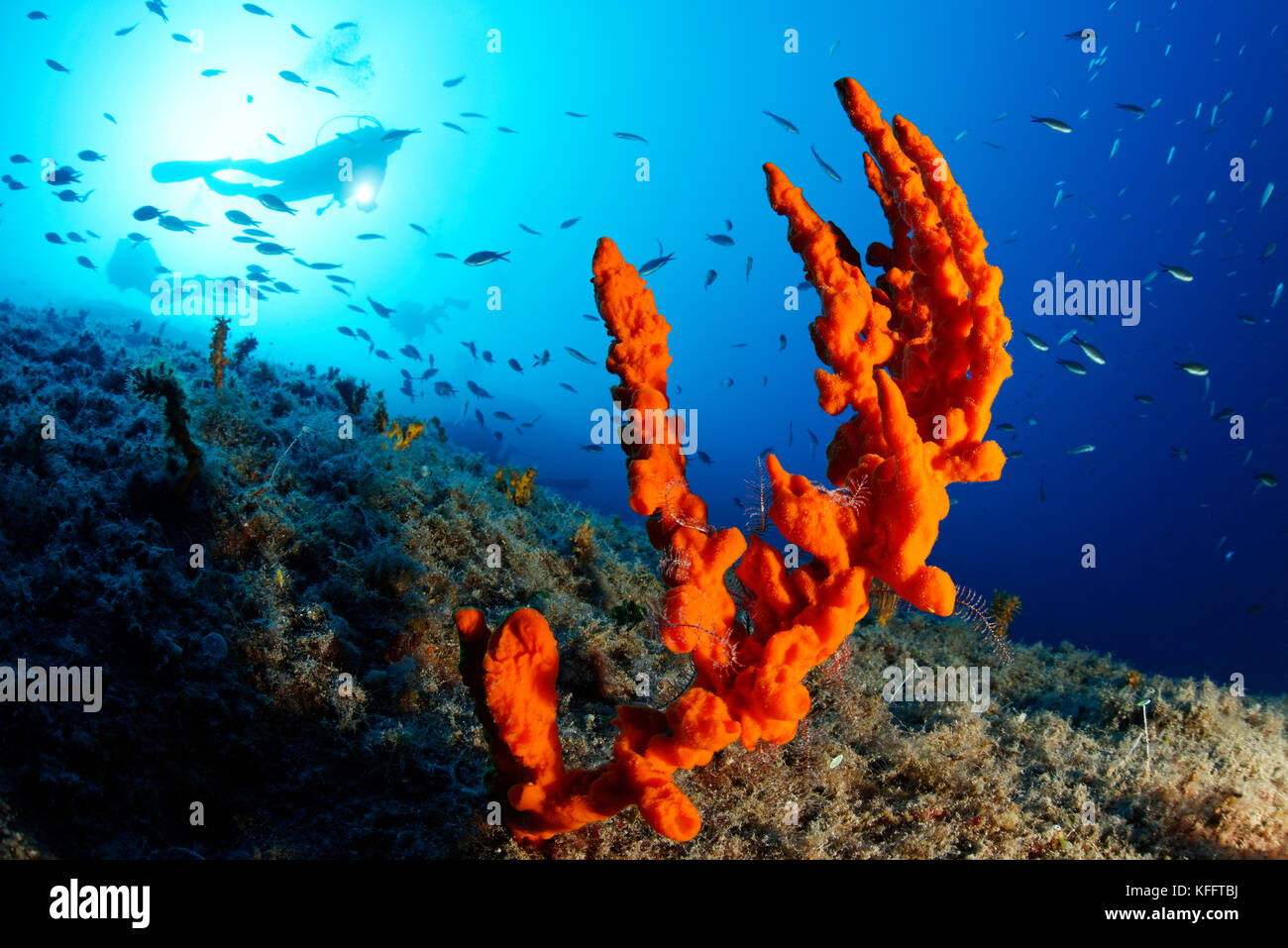 Orange Antler sponge, Axinella verrucosa and scuba diver, Adriatic Sea, Mediterranean Sea, Kornati Islands, Dalmatia, Croatia Stock Photo