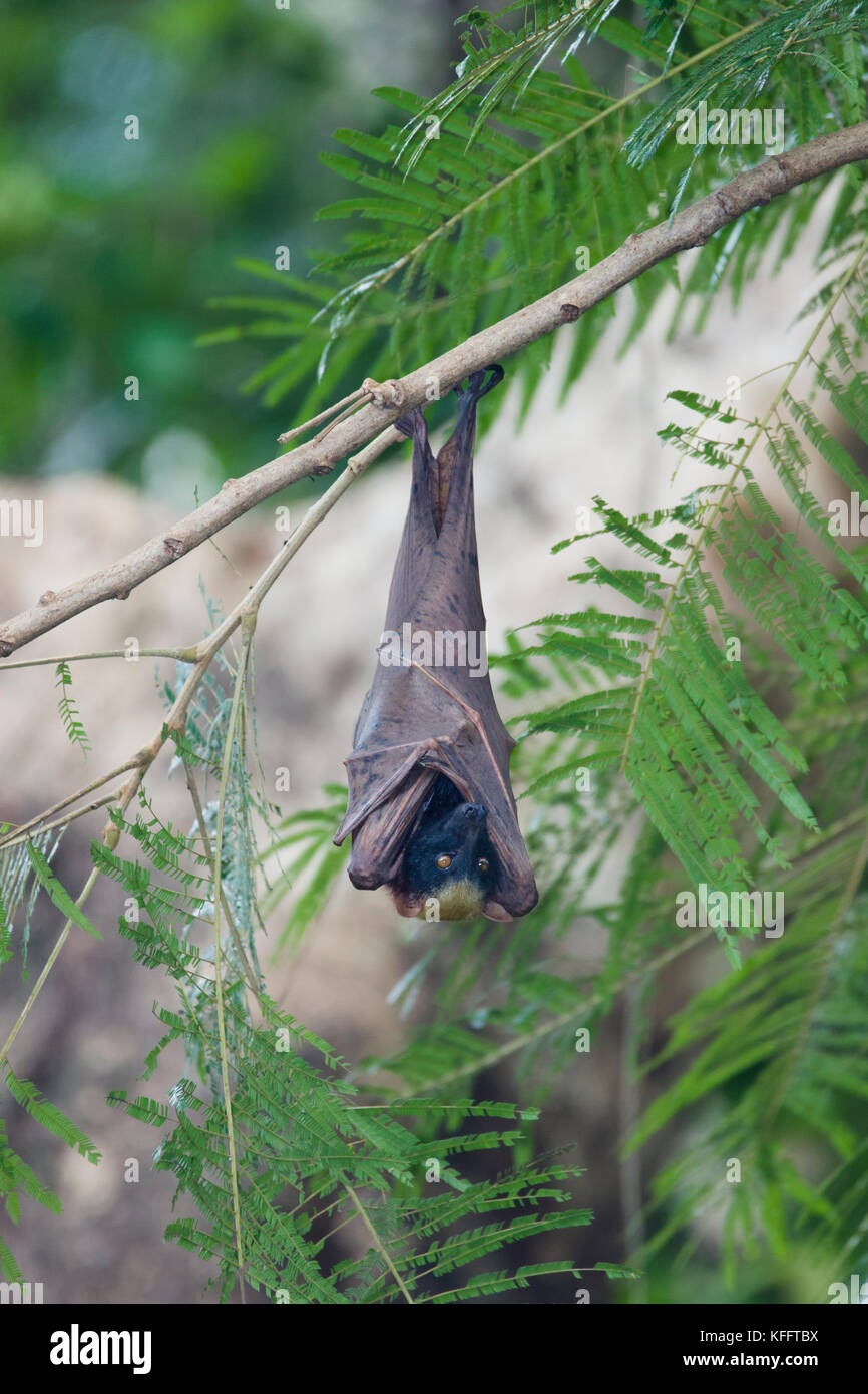 Golden-capped Fruit Bat - roosting Acerodon jubatus Subic Bay Philippines MA003448 Stock Photo