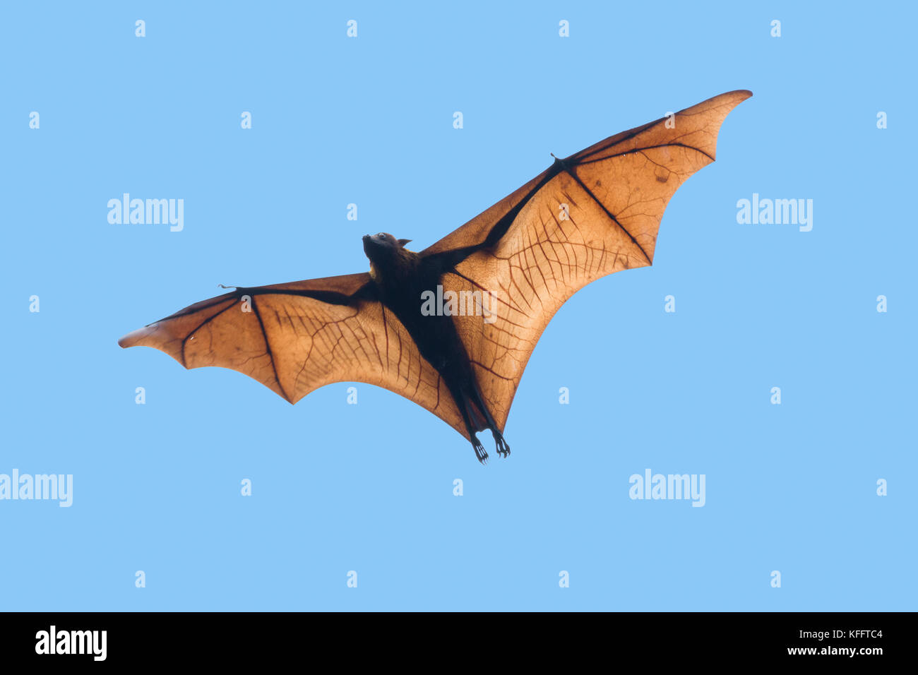 Golden-capped Fruit Bat - in flight Acerodon jubatus Subic Bay Philippines MA003454 Stock Photo