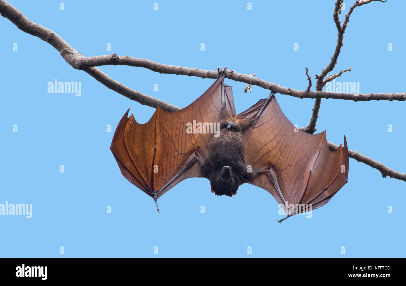 Golden-capped Fruit Bat - open wings at roost Acerodon jubatus Subic Bay Philippines MA003463 Stock Photo