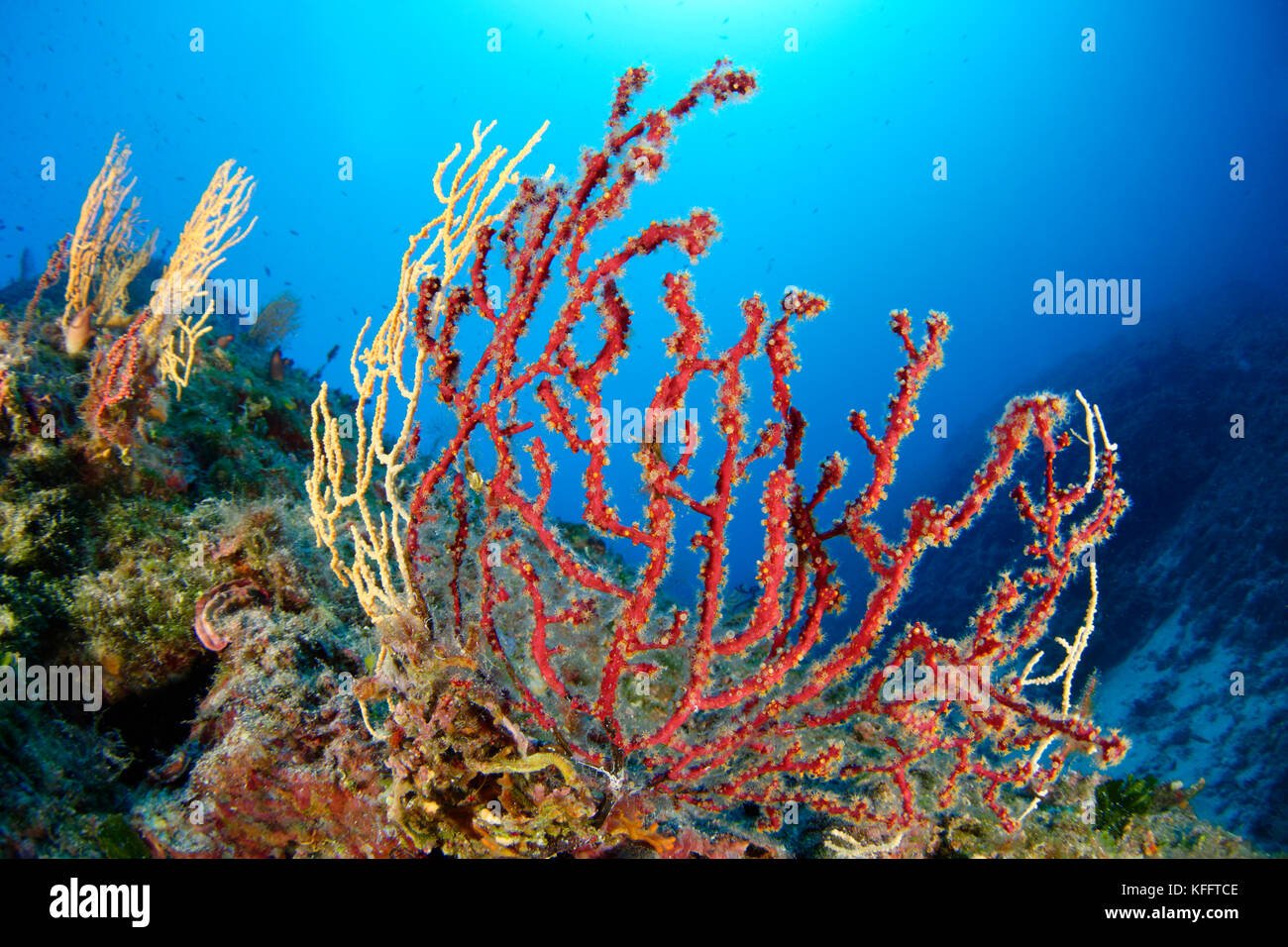 False Coral, Alcyonium coralloides,, Crust-Forming Leathery Coral, Adriatic Sea, Mediterranean Sea, Croatia Stock Photo