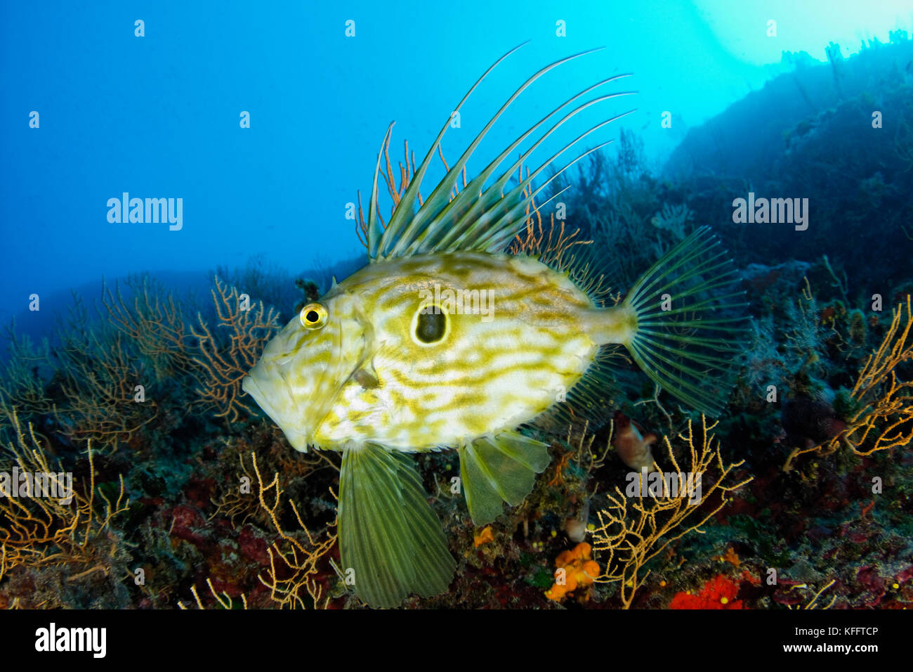 John Dory, Zeus faber, Adriatic Sea, Mediterranean Sea, Island Brac, Croatia Stock Photo