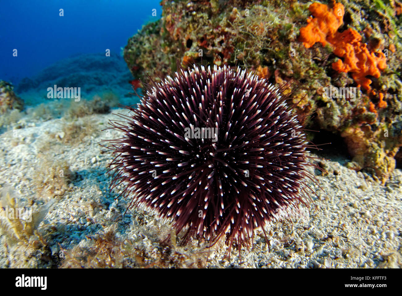 Violet sea urchin, Sphaerechinus granularis, Adriatic Sea, Mediterranean Sea, Island Brac, Dalmatia, Croatia Stock Photo