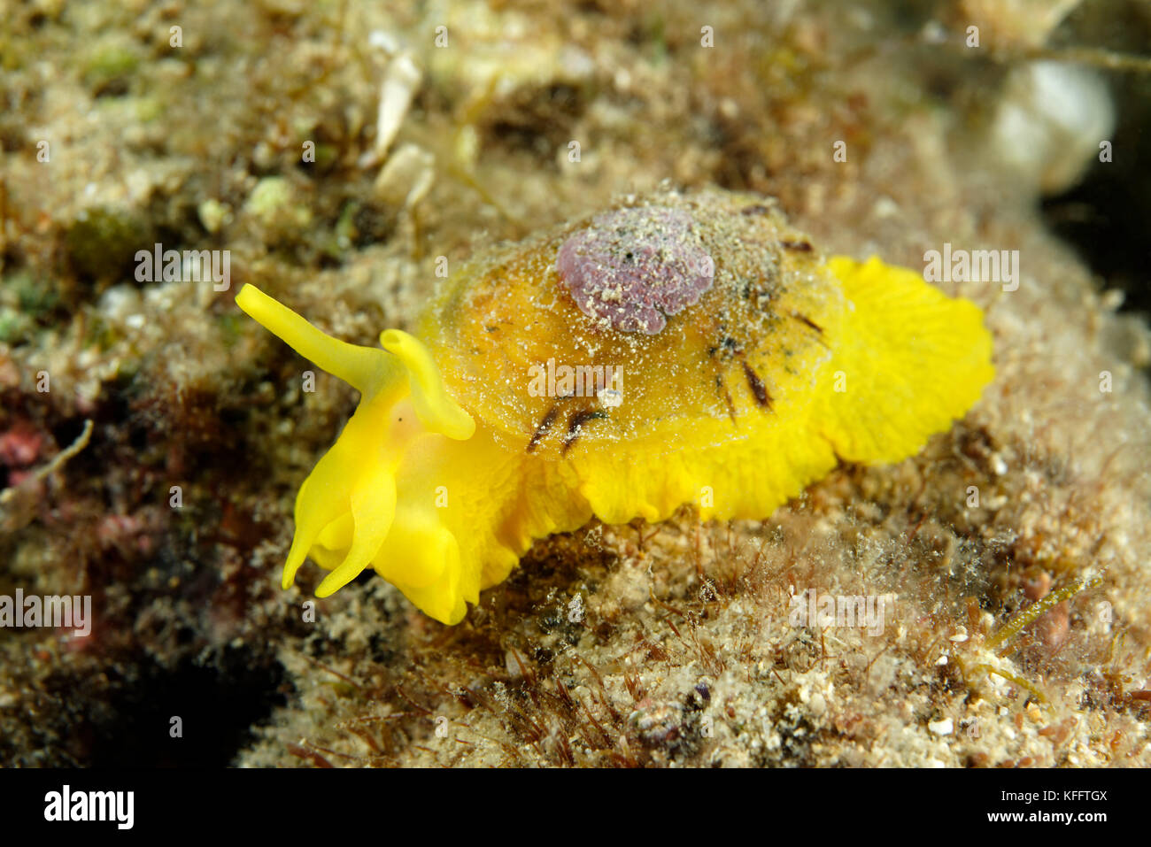 Yellow umbrella slug, Tylodina perversa, Adriatic Sea, Mediterranean Sea, Selce, Kvaner Gulf, Croatia Stock Photo