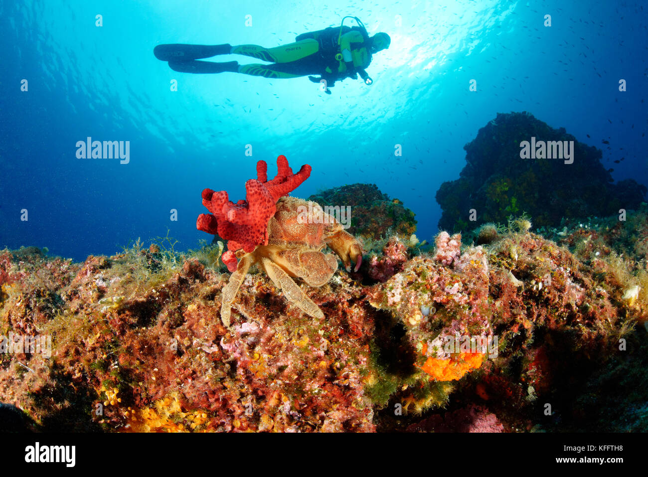 Sleepy crab, Dromia personata and Alcyonium palmatum ( Symbiosys ) and scuba diver, Adriatic Sea, Mediterranean Sea, Croatia Stock Photo