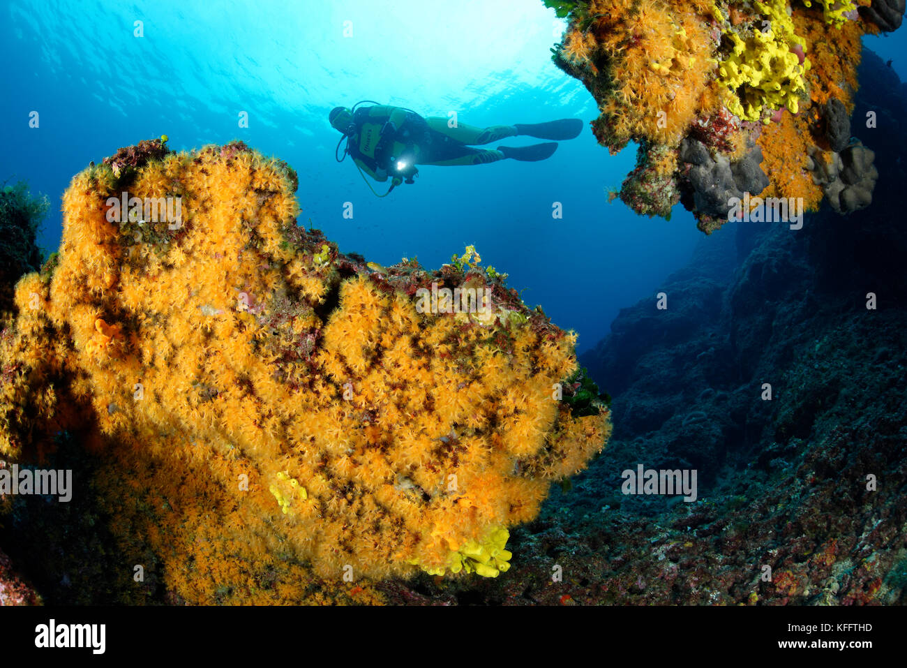 Yellow Encrusting Anemone, Parazoanthus axinellae, Coralreef and scuba diver, Adriatic Sea, Mediterranean Sea, Selce, Kvaner Gulf, Croatia Stock Photo