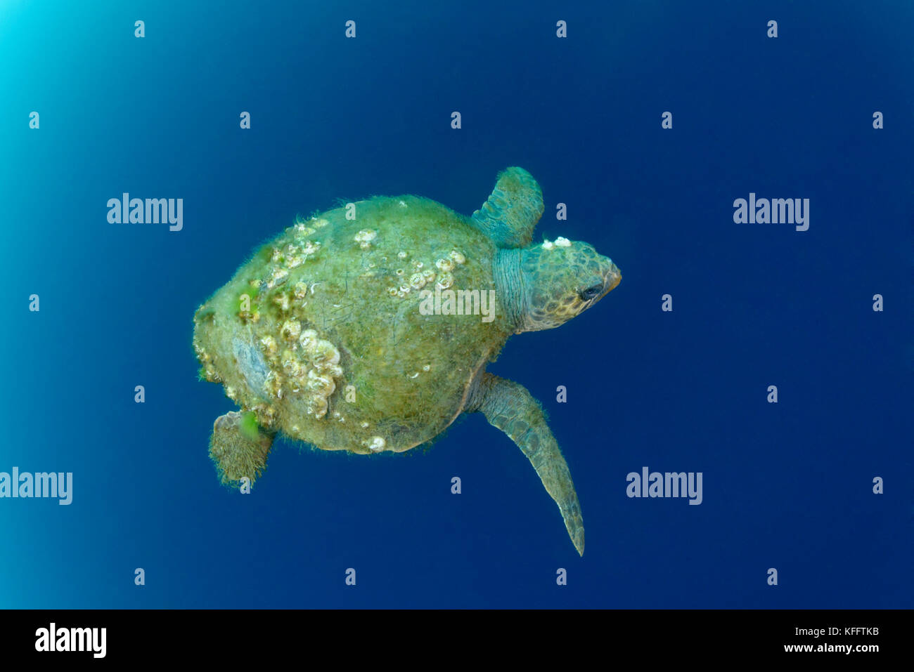 Loggerhead sea turtle with Turtle barnacle, Caretta caretta with Chelonibia testudinaria, Adriatic Sea, Mediterranean Sea, Croatia, Istria, Croatia Stock Photo