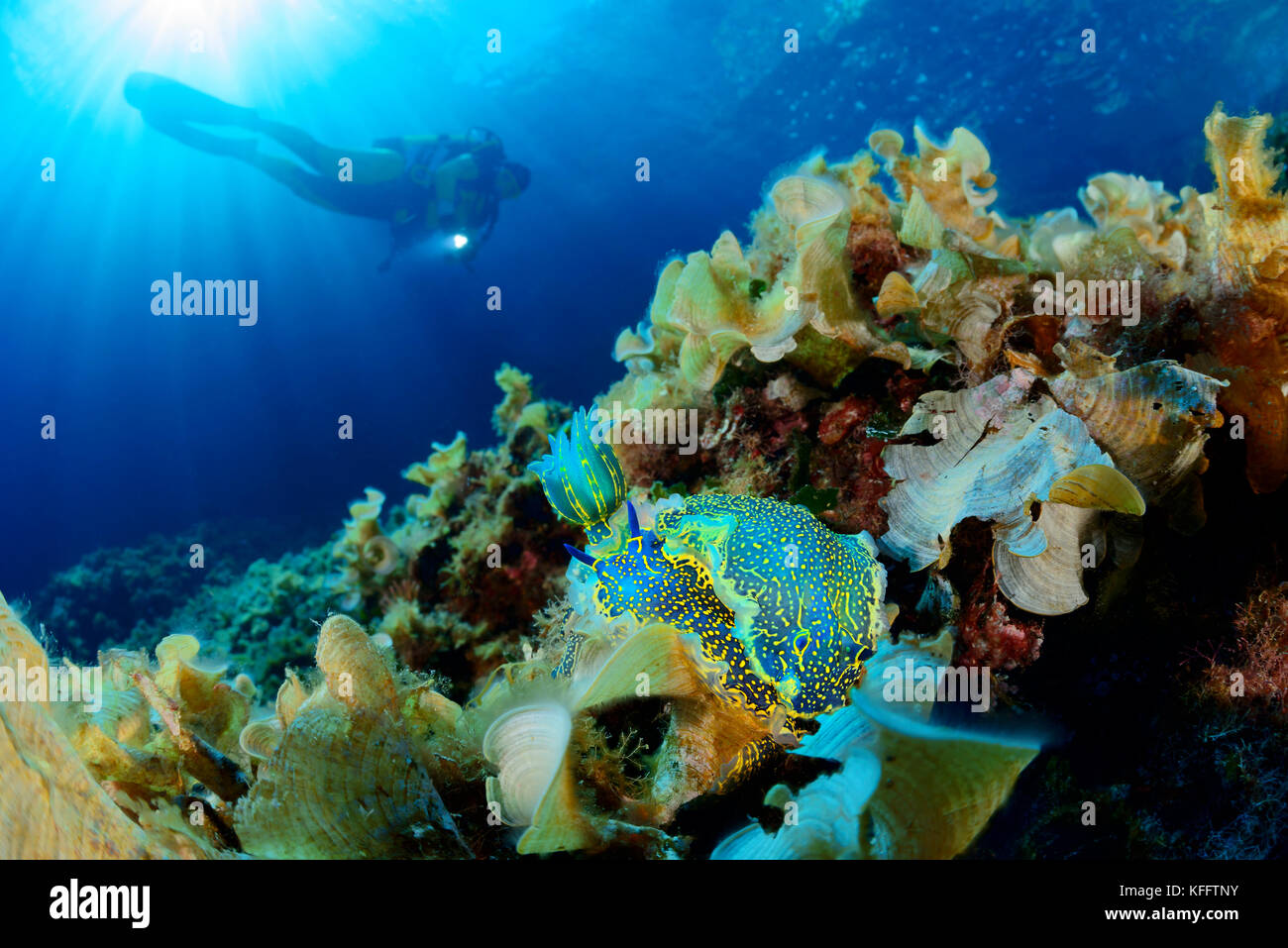 Giant Doris, Felimare picta and scuba diver, Lastovo, Adriatic Sea, Mediterranean Sea, Dalmatia, Croatia Stock Photo