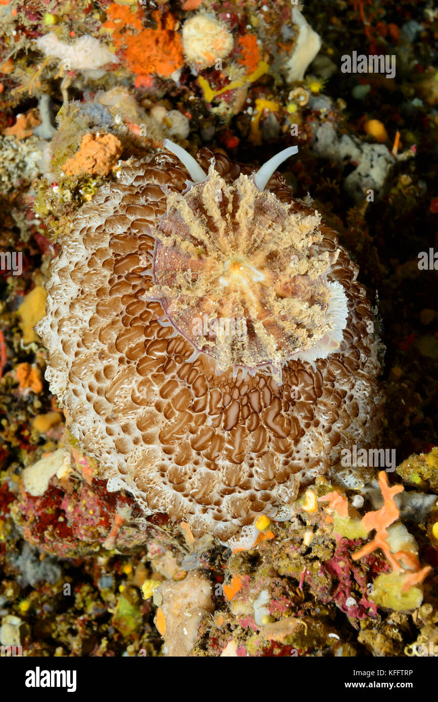 Umbrella sea slug, Umbraculum umbraculum, Lastovo, Adriatic Sea, Mediterranean Sea, Dalmatia, Croatia Stock Photo