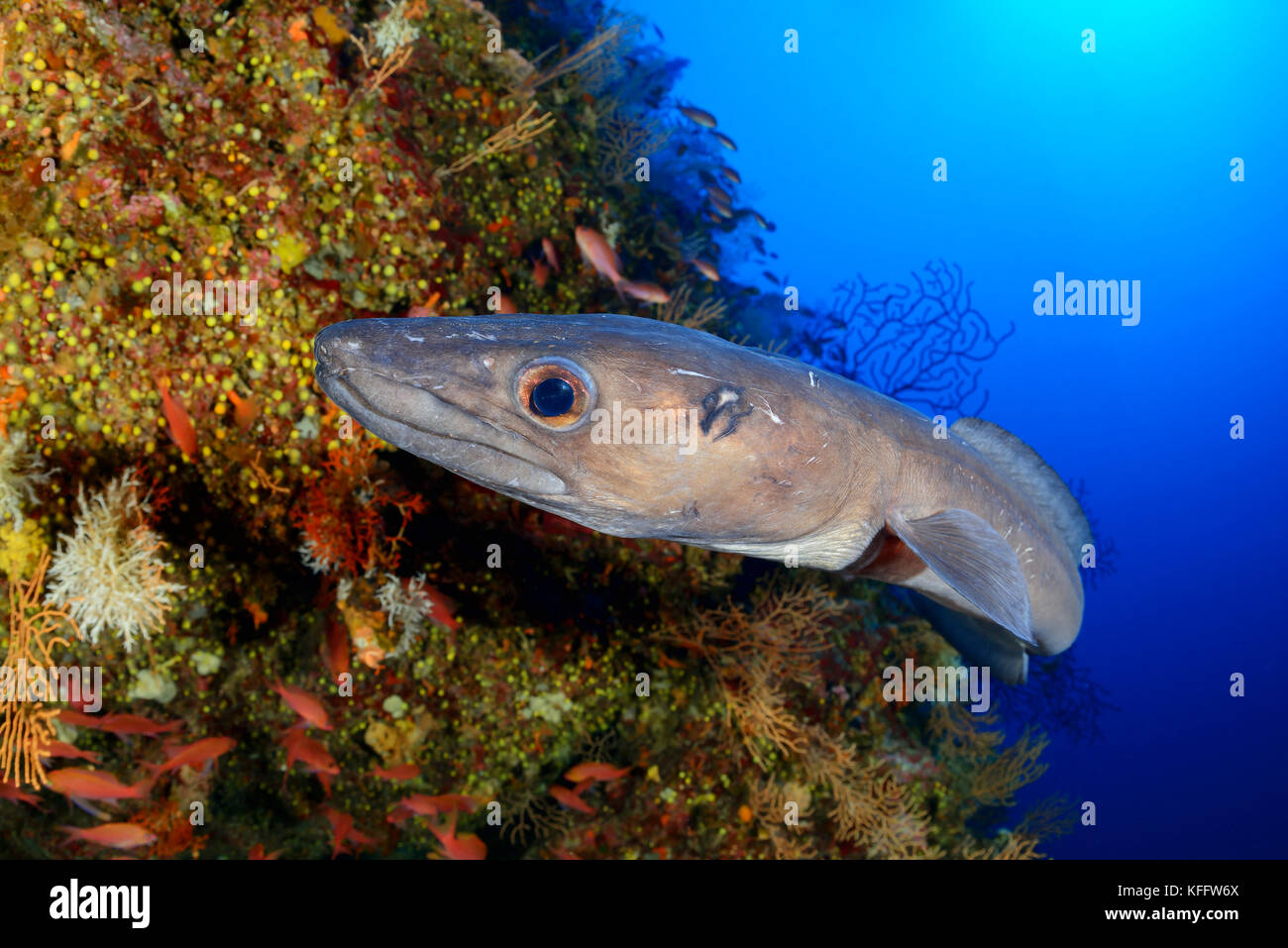 European conger, Conger conger, Sea eel in Coralreef, Island Bijelac