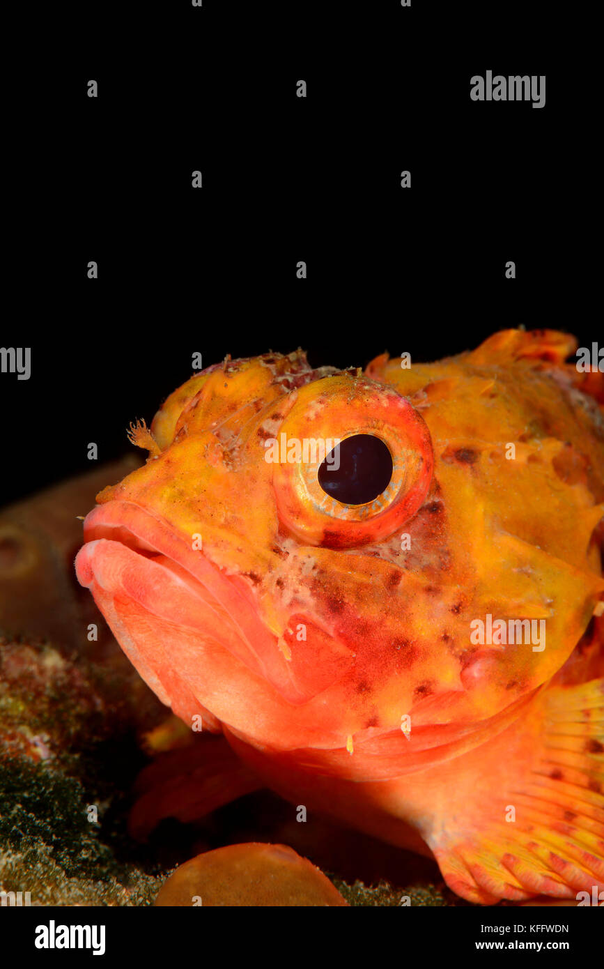 Small red scorpionfish, Scorpaena notata, Sveta Marina, Adriatic Sea, Mediterranean Sea, Istria, Croatia Stock Photo