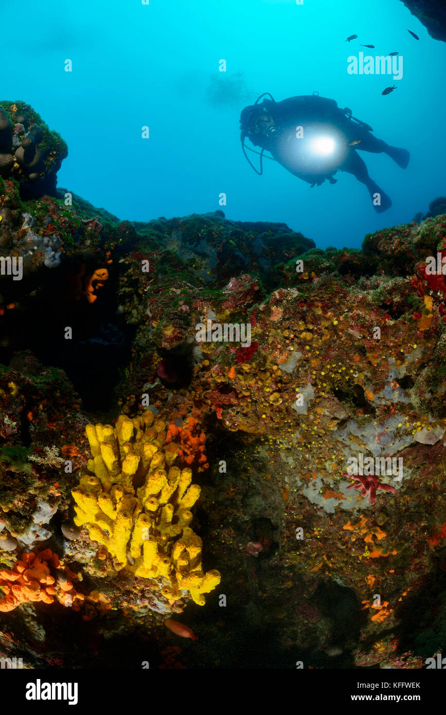 Golden sponge, Aplysina aerophoba, Coralreef and scuba diver, Adriatic Sea, Mediterranean Sea, Kornati Islands, Dalmatia, Croatia Stock Photo