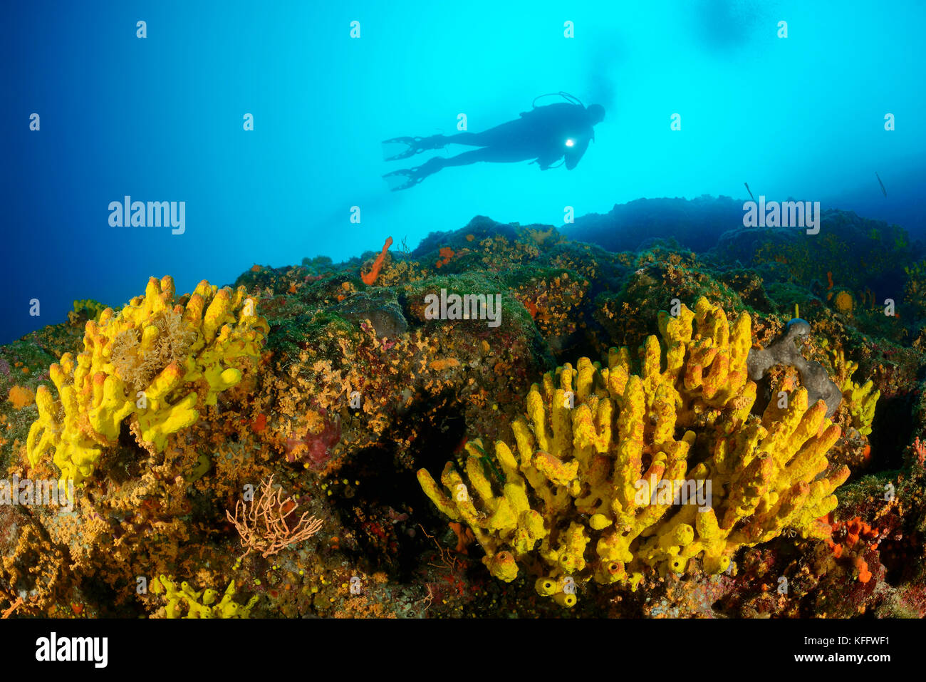 Yellow tube sponge, Aplysina aerophoba, Coral reef and scuba diver, Adriatic Sea, Mediterranean Sea, Istria, Croatia Stock Photo