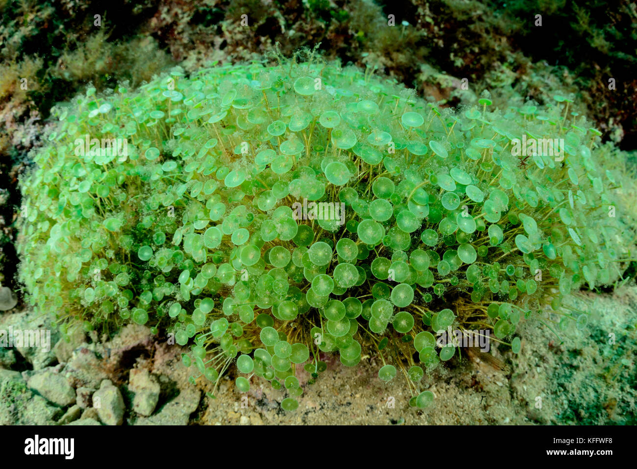 alga marina Stock Photo