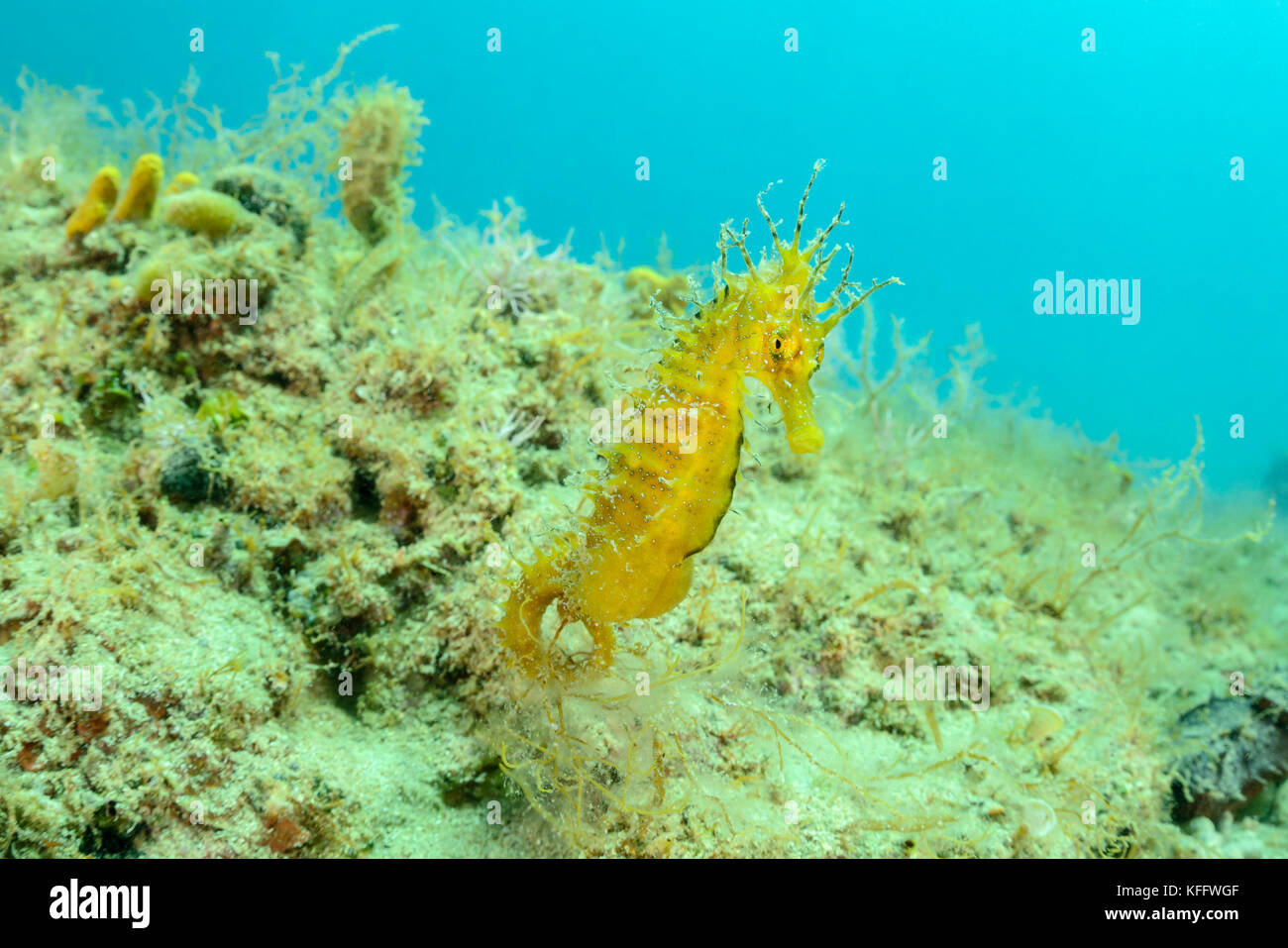 Long-snouted Seahorse, Hippocampus guttulatus, Island Brac, Dalmatia, Adriatic Sea, Mediterranean Sea, Croatia Stock Photo