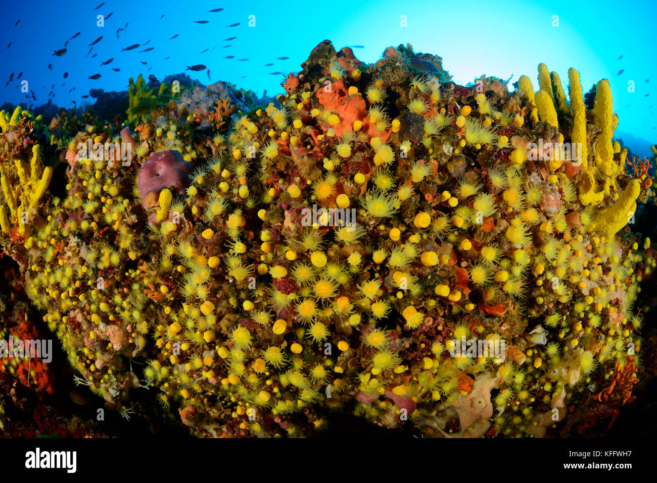 Sunset cup coral, Leptopsammia pruvoti, Adriatic Sea, Mediterranean Sea, Kornati, Dalmatia, Croatia Stock Photo