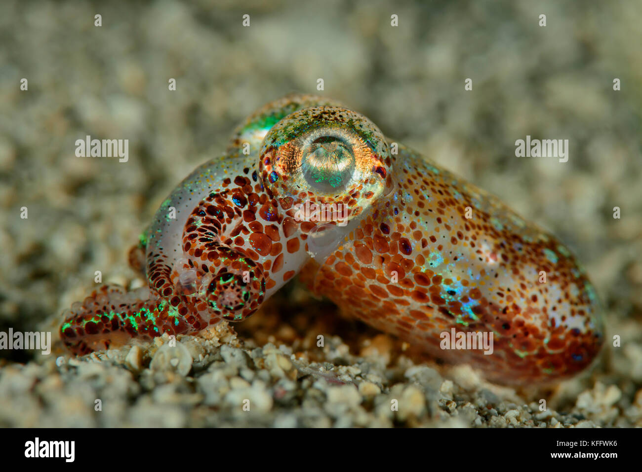 Common Bobtail squid, Sepietta oweniana, Adriatic Sea, Mediterranean Sea, Dalmatia, Kornati, Croatia Stock Photo