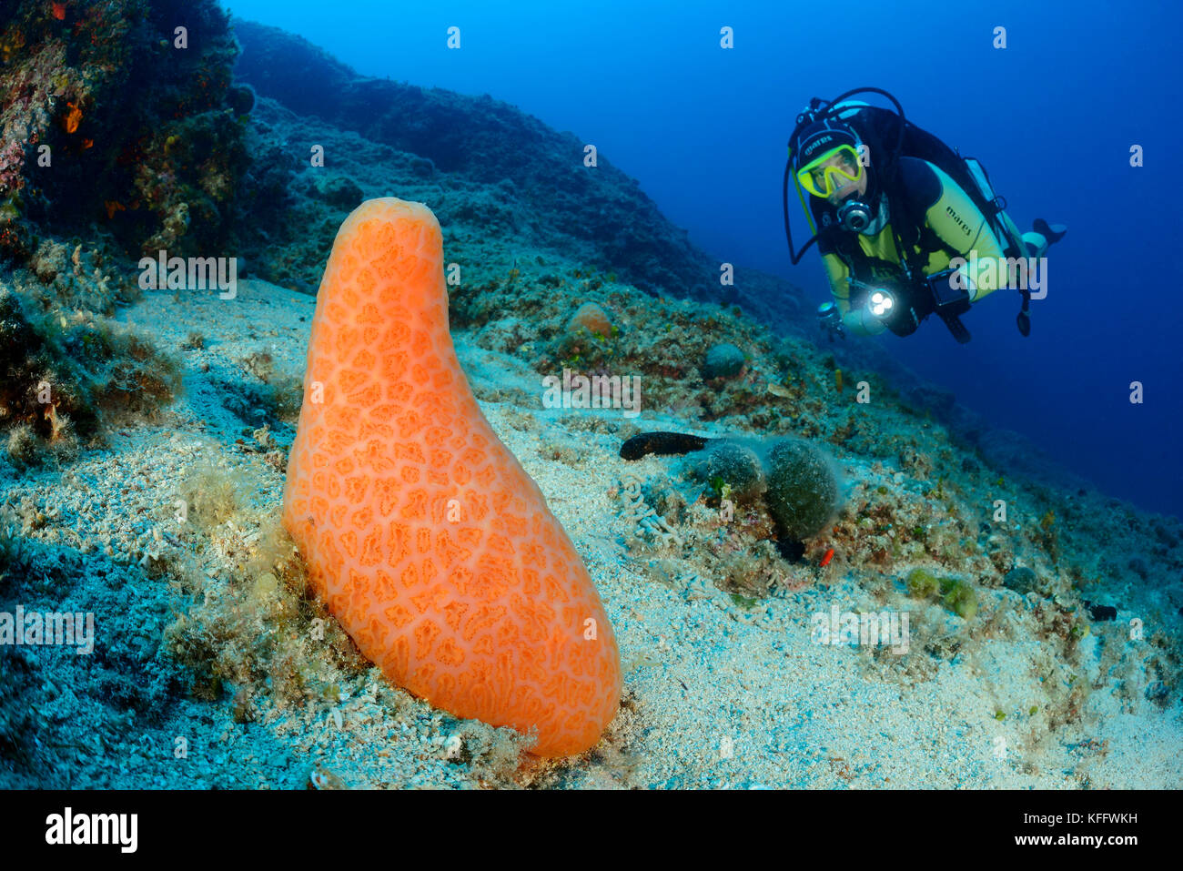 Colonial sea squirt, Aplidium conicum and scuba diver, Adriatic Sea, Mediterranean Sea, Kornati, Dalmatia, Croatia Stock Photo