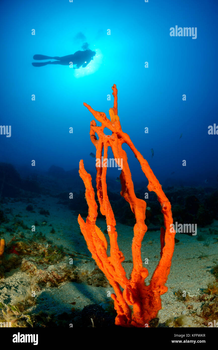 Orange Antler sponge, Axinella verrucosa and scuba diver, Adriatic Sea, Mediterranean Sea, Kornati Islands, Dalmatia, Croatia Stock Photo