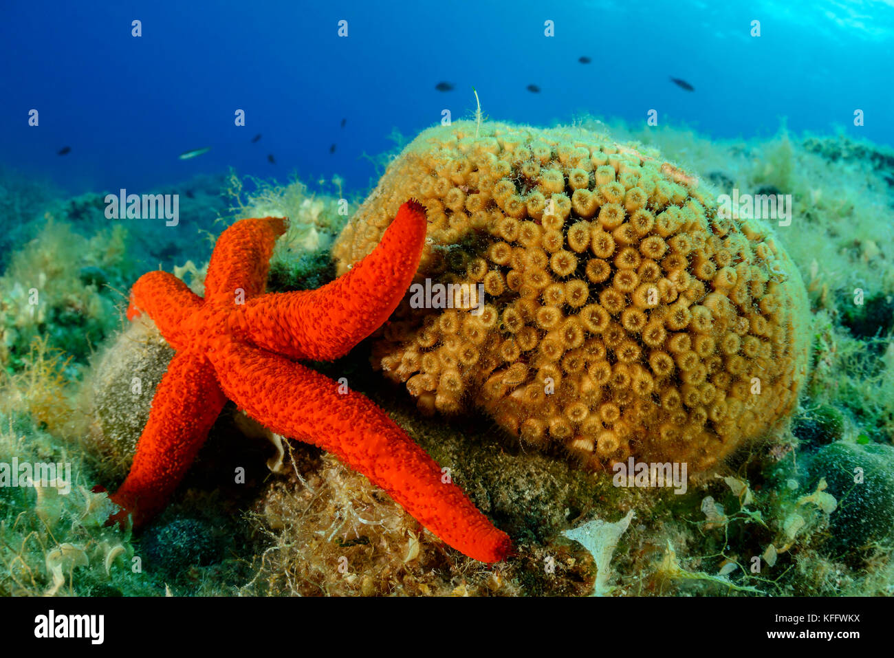 Red starfish and Pillow Coral, Echinaster sepositus and Cladocora caespitosa, Adriatic Sea, Kornati, Dalmatia, Croatia Stock Photo