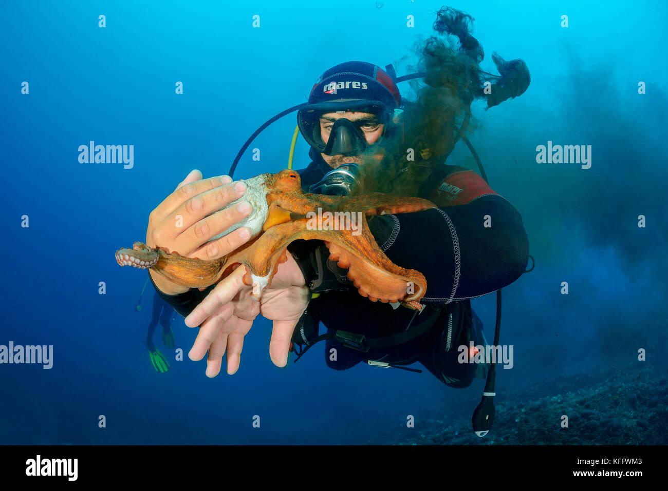Common octopus, Octopus vulgaris and scuba diver, Adriatic Sea