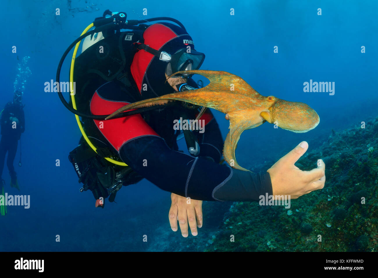 Common octopus, Octopus vulgaris and scuba diver, Adriatic Sea