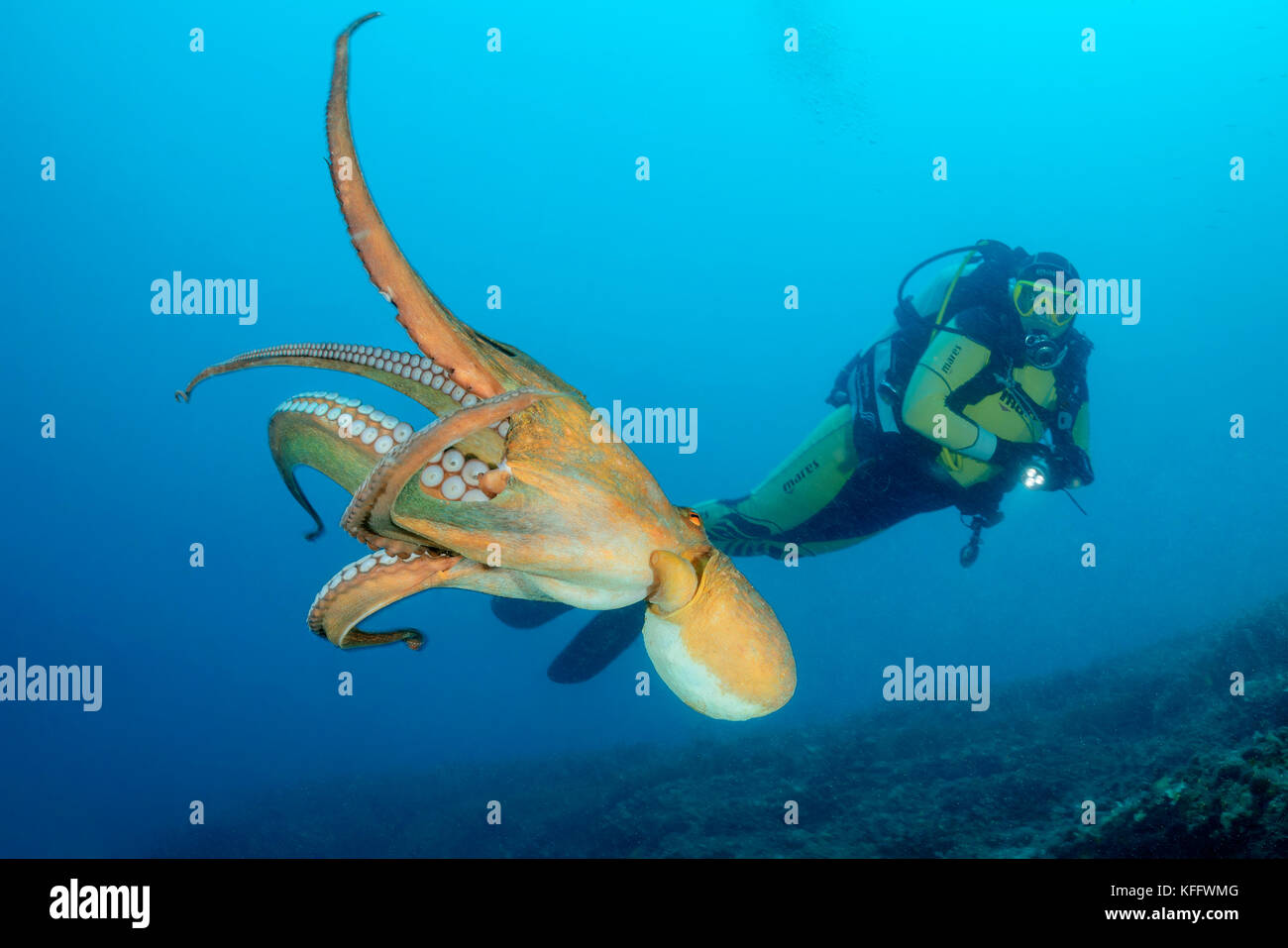 Common octopus, Octopus vulgaris and scuba diver, Adriatic Sea, Mediterranean Sea, Kornati