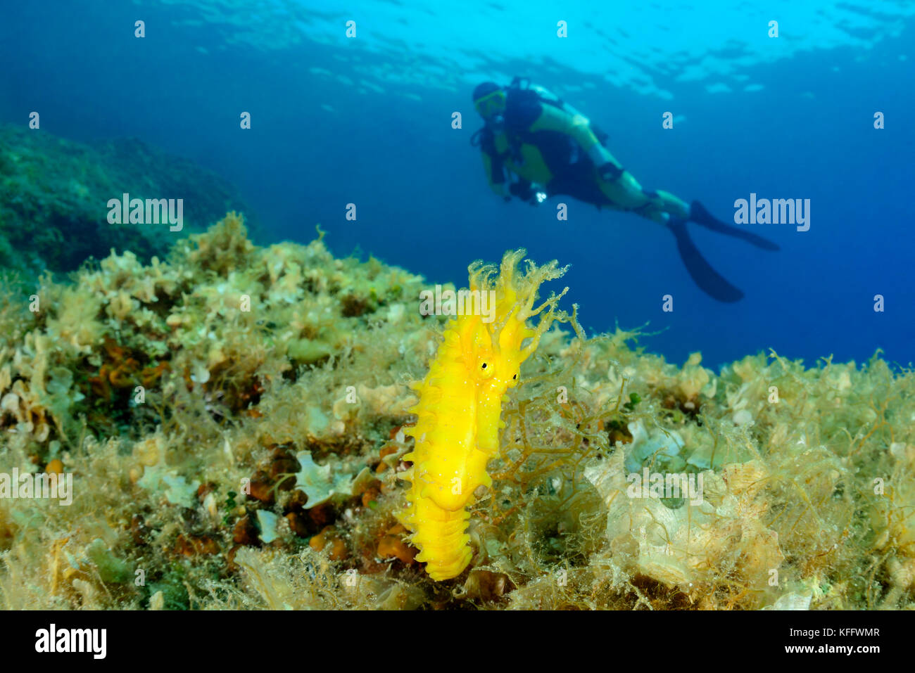 Long-snouted Seahorse, Hippocampus guttulatus and scuba diver, Island Brac, Dalmatia, Adriatic Sea, Mediterranean Sea, Croatia Stock Photo